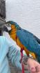 Gelbbrustara Weibliche